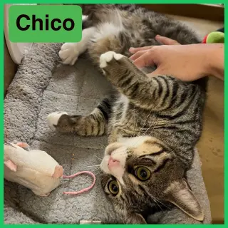 Chico