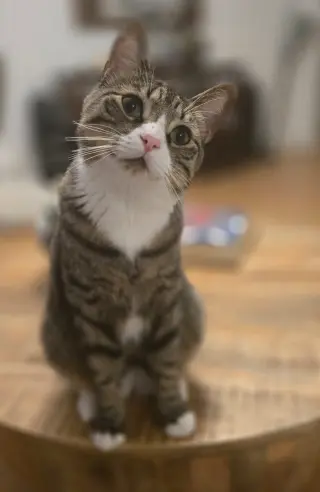 Chico