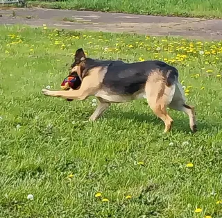 Dex