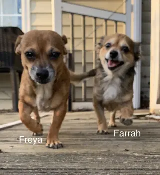Freya