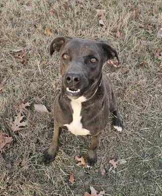 Nova