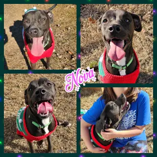 Nova