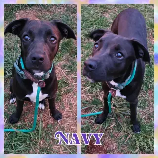 Nova