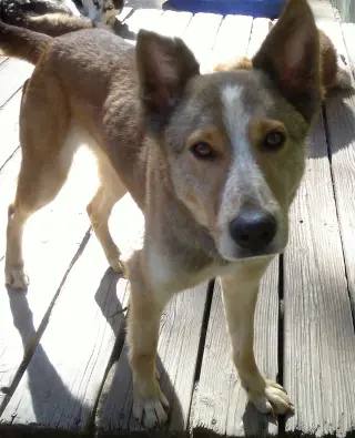 Quila