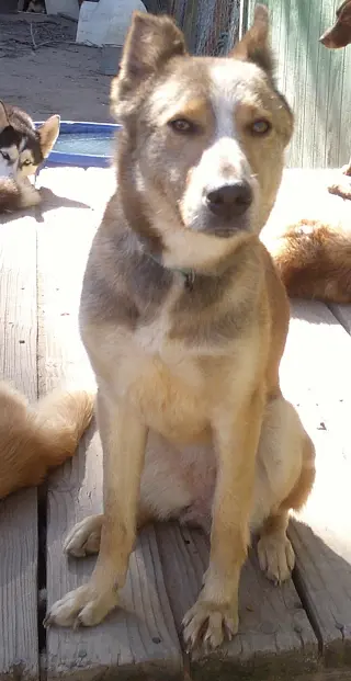 Quila