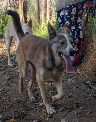 Quila