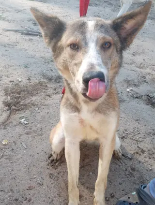 Quila