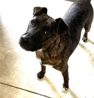 Ringo