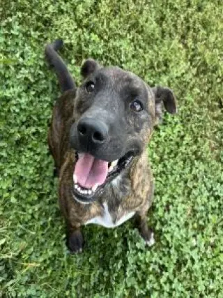 Ringo