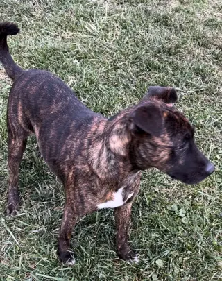 Ringo