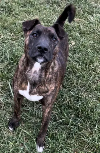 Ringo