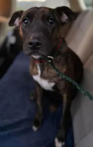 Ringo