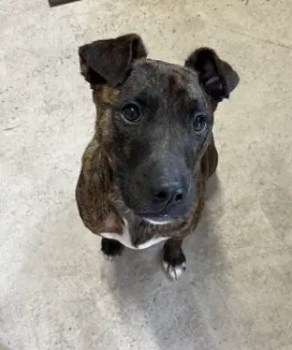 Ringo