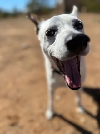 Yo-Yo