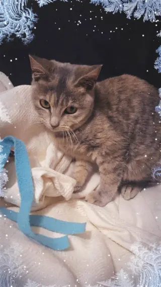 Ella