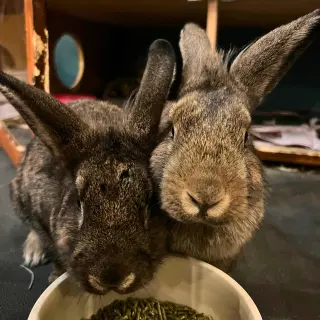 Maple & Coconut