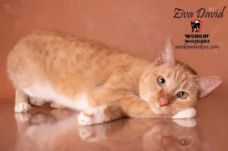 ZIVA DAVID