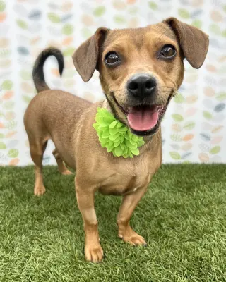 Peanut