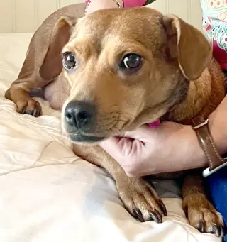 Peanut