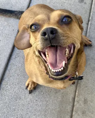Peanut