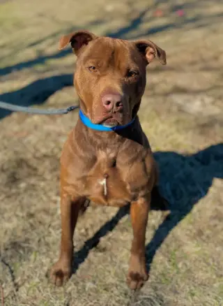 Rylo