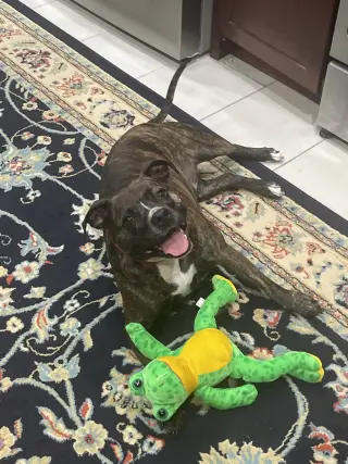 Izzy