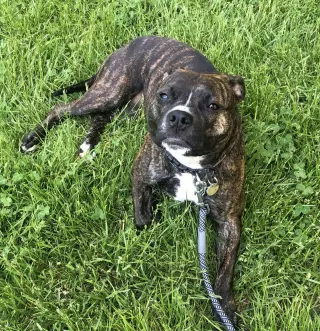 Izzy