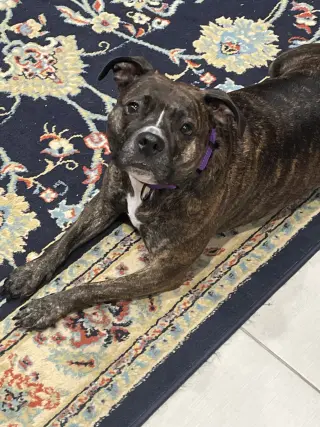 Izzy