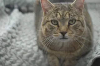Rupert