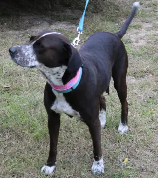 Plexie