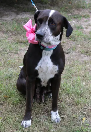 Plexie