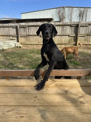 Sophie