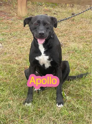 Apollo