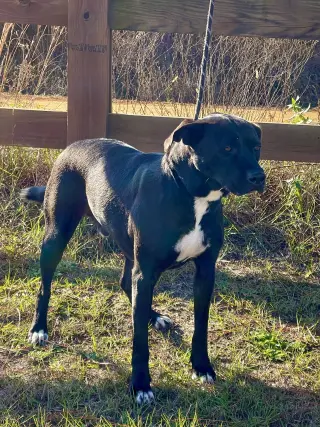Apollo
