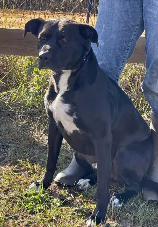 Apollo