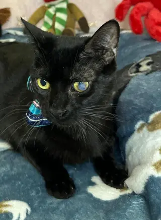 LEONARDO