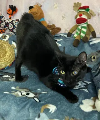 LEONARDO