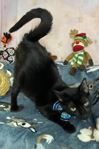LEONARDO