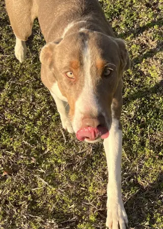Leo