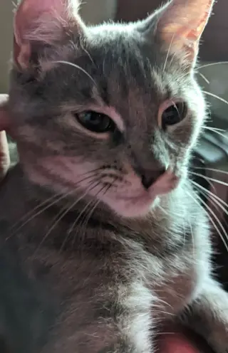 ROSIE 2 (COURTESY POST)