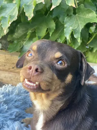 JUNIOR