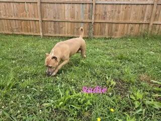 Sadie