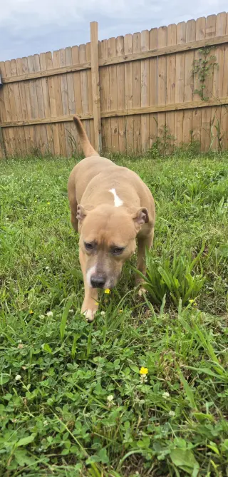 Sadie