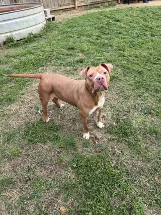 Athena