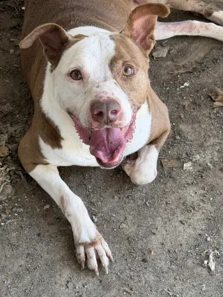 Rosco