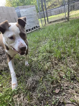 Rosco