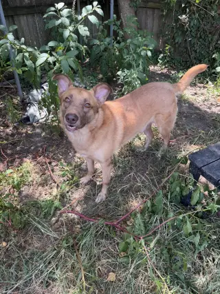Bo
