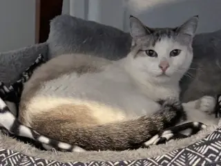 Elodie