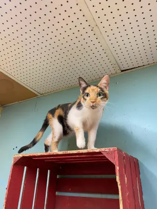 Lilo