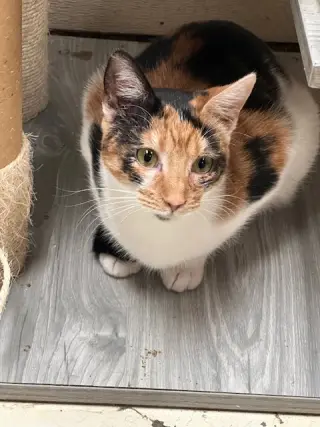 Lilo